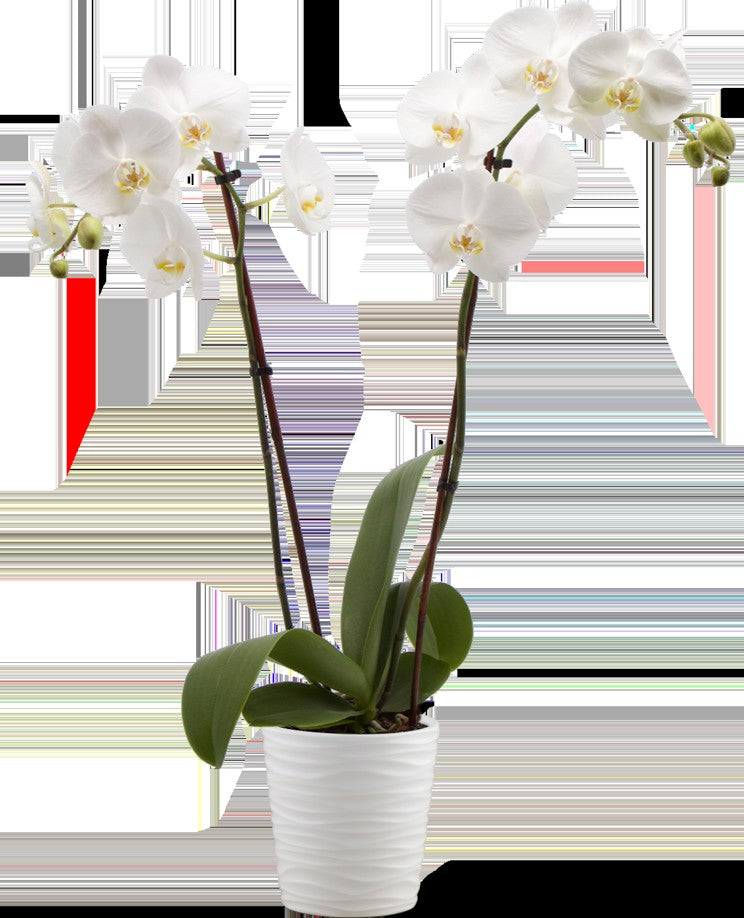 White Phalaenopsis Orchid in Ceramic