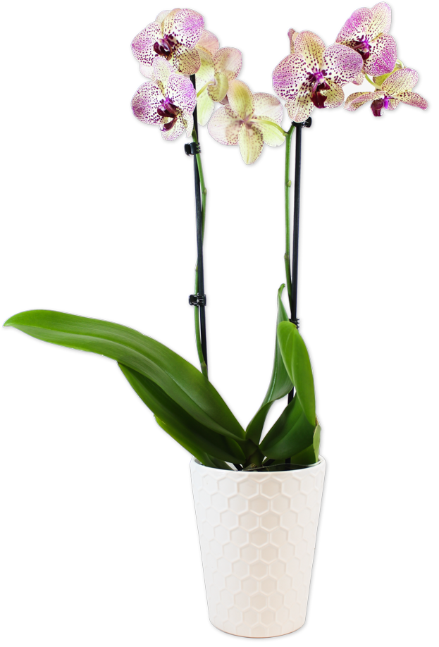 Phalaenopsis Orchid, Assorted Colors