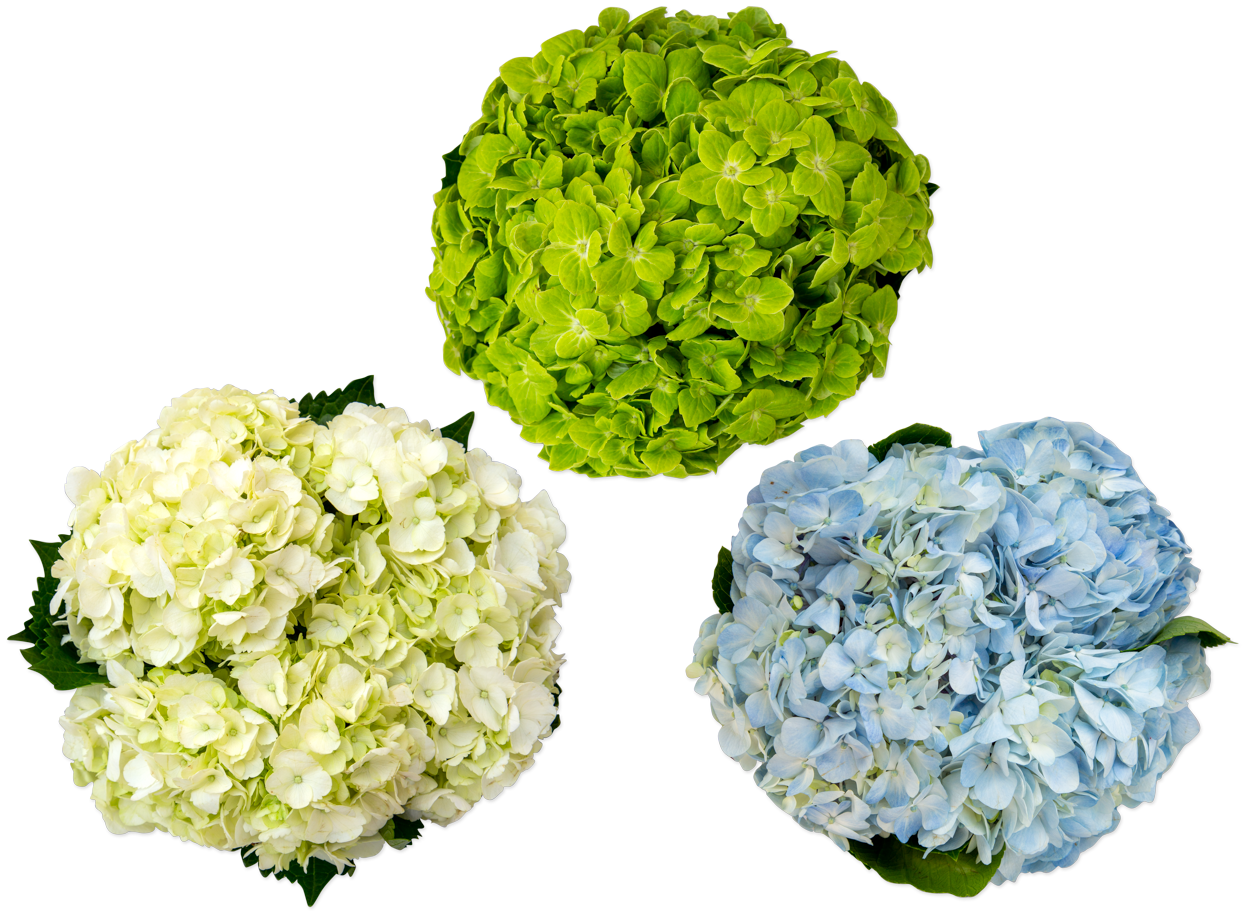 Hydrangea 3-stem