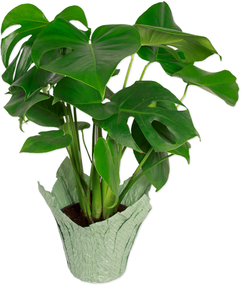 Premium Monstera