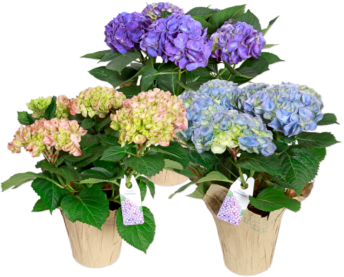 Potted Multi-Bloom Hydrangea