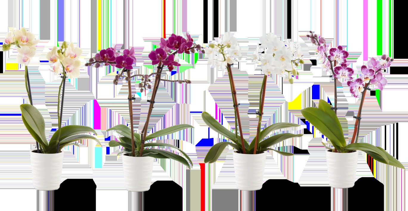 Small Phalaenopsis Orchid in Ceramic