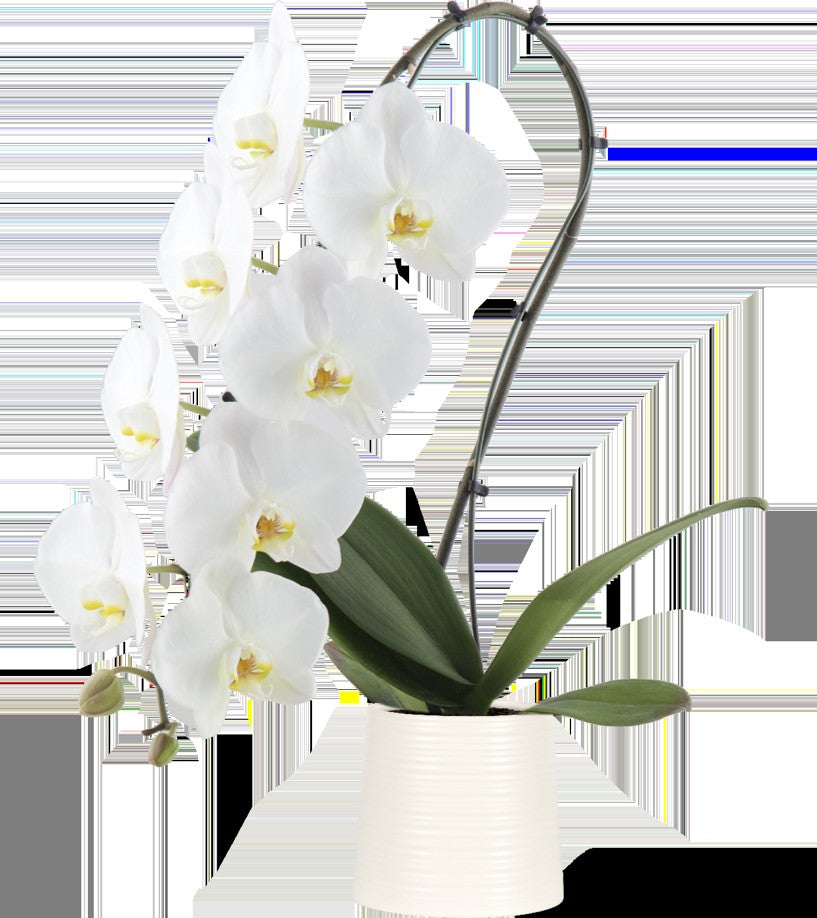 Premium Jumbo Orchid in Ceramic