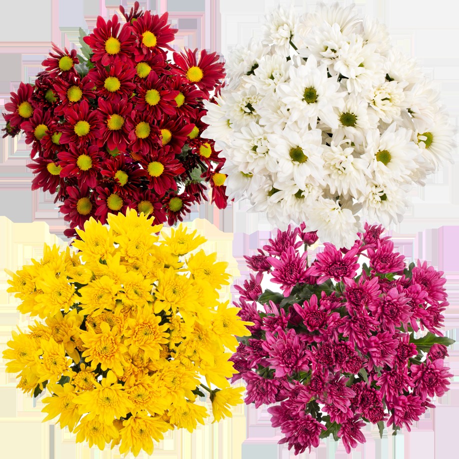 Big Bunch Chrysanthemum