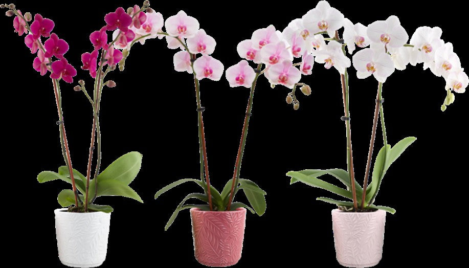 Medium Phalaenopsis Orchid in Ceramic